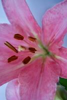 close up of pink lily photo