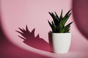 aloe vera flower photo