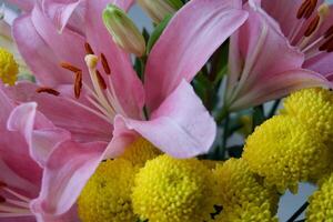 close up of pink lily photo