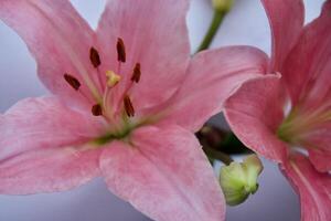 close up of pink lily photo