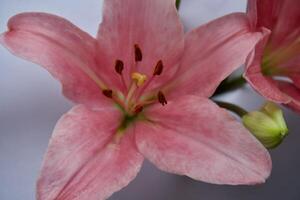 close up of pink lily photo