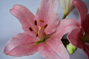 close up of pink lily photo