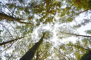 bajo ángulo arboles de bosque en blanco cielo antecedentes foto