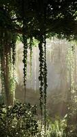 luxuriant vert les plantes dans dense forêt video