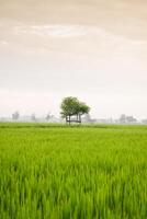 Small hut with grean leaf rooftop in the center of rice field. Beauty scenery in nature indonesia photo