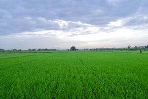 Green Paddy in rice field and big tree with clouds on sky photo