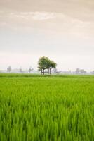 Small hut with grean leaf rooftop in the center of rice field. Beauty scenery in nature indonesia photo