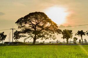 Green Paddy in rice field and big tree with clouds on sky photo