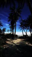 Beach With Palm Trees and Ocean video