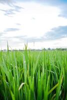 Green paddy plants in rice field with clouds background photo