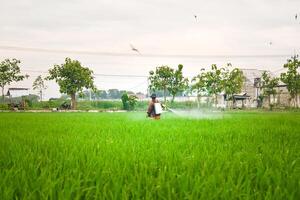 mayor masculino granjero pulverización pesticidas a arrozal planta en su arroz campo. paisaje indonesio granjero con belleza naturaleza foto