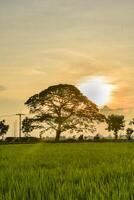 Green Paddy in rice field and big tree with clouds on sky photo