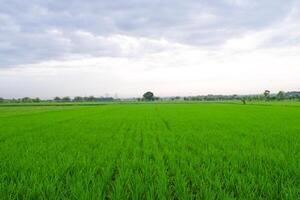 verde arrozal en arroz campo y grande árbol con nubes en cielo foto