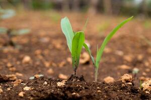 Sprout of grass plant on the ground. Farm and Nature photo