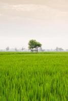 Small hut with grean leaf rooftop in the center of rice field. Beauty scenery in nature indonesia photo