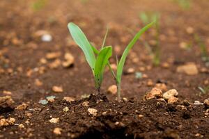 Sprout of grass plant on the ground. Farm and Nature photo