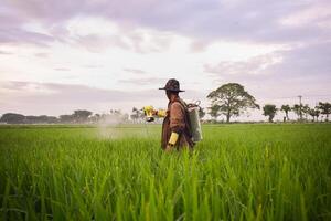 mayor masculino granjero pulverización pesticidas a arrozal planta en su arroz campo. paisaje indonesio granjero con belleza naturaleza foto