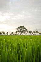 Green Paddy in rice field and big tree with clouds on sky photo