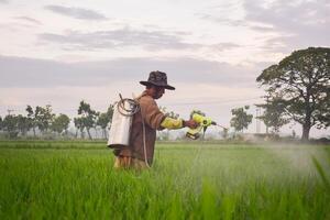 mayor masculino granjero pulverización pesticidas a arrozal planta en su arroz campo. paisaje indonesio granjero con belleza naturaleza foto