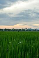 Green paddy plants in rice field with clouds background photo