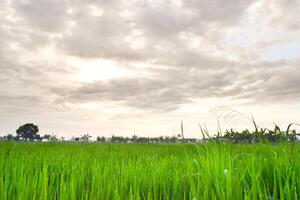 verde arrozal en arroz campo y grande árbol con nubes en cielo foto