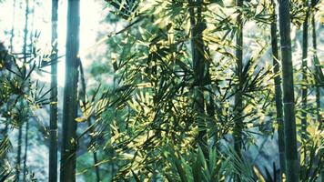 A close up of a bamboo tree with lots of leaves video