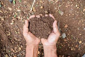 Senior farmer hold soil with his hand, checking soil health before planting photo