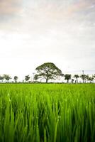 aerial view rice field and clouds on sky photo