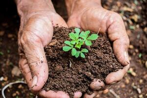 mayor granjero sostener brote y suelo con su mano, semilla brote planta crecimiento foto