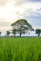 Green Paddy in rice field and big tree with clouds on sky photo