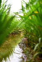 Close up paddy plant and watering rice field photo