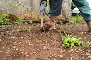 Senior farmer wear bamboo hat planting chili plants with wood stick on soil photo