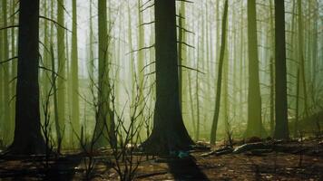 ein Wald gefüllt mit viele von hoch Bäume video