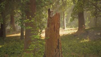 A tree stump in the middle of a forest video