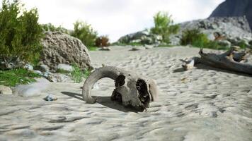 A dead animal skull on a sandy beach video