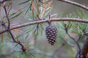 Unopened pinecone on a branch photo