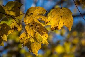 Autumn leaves backlit photo