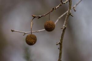 Sycamore tree seed pods closeup photo