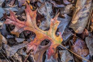 Colorful autumn leaf on the ground photo