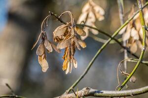 Boxelder maple seeds closeup photo