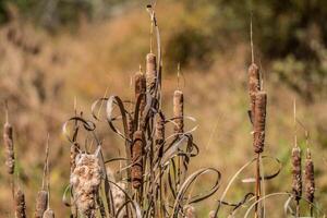 Cattails in autumn photo