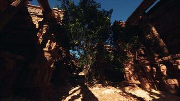 das Schatten von ein Baum auf das Boden video