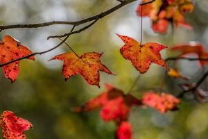 goma árbol hojas en otoño foto