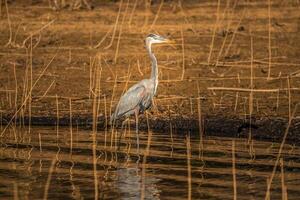 Great blue heron wading on the shoreline photo