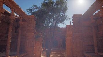 un' albero nel il mezzo di alcuni rovine video