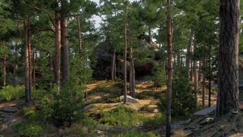 A group of trees that are in the woods video