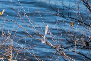 Fishing lure hanging from a branch photo