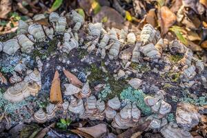 Bracket fungi growing on a log photo
