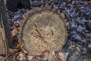 Cut tree trunk closeup photo