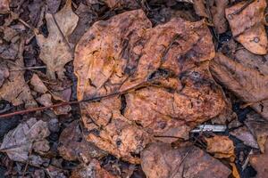 Decaying autumn leaf on the ground photo